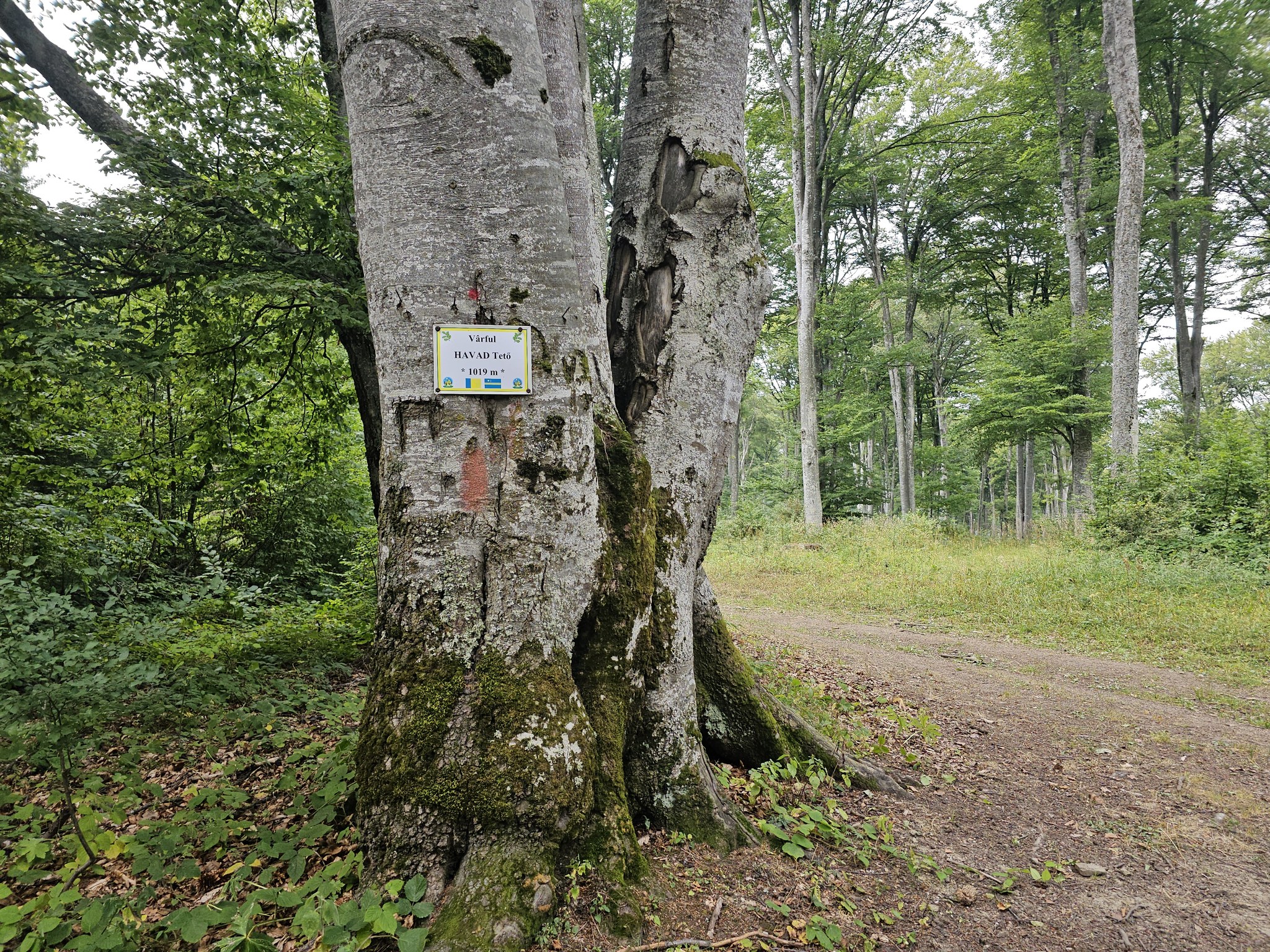 Nejvyšší vrchol se jmenuje Havad a vzhledem k plochému charakteru pohoří se ani nechce věřit, že je stejně vysoký jako Malý Javorník
Munții Baraolt / Nejvyšší vrchol se jmenuje Havad a vzhledem k plochému charakteru pohoří se ani nechce věřit, že je stejně vysoký jako Malý Javorník