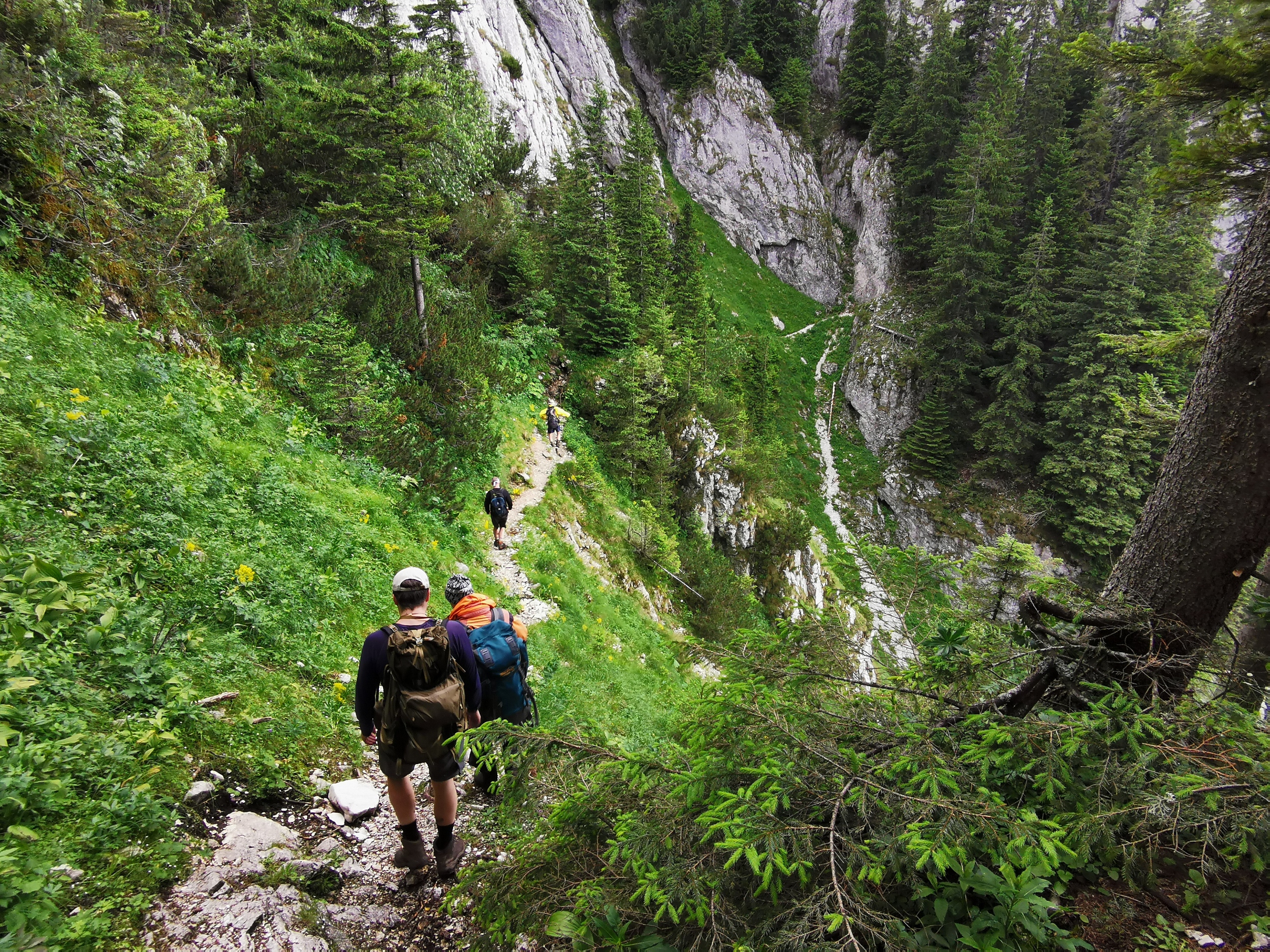 Munții Piatra Craiului / ... pak nepřehlédnout odbočku doleva a kamzičí stezkou až na horní hranici lesa.